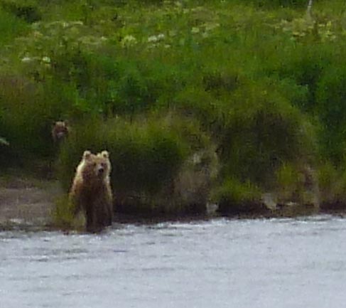 Figure 7. Bears at Bear Lake, Alaska