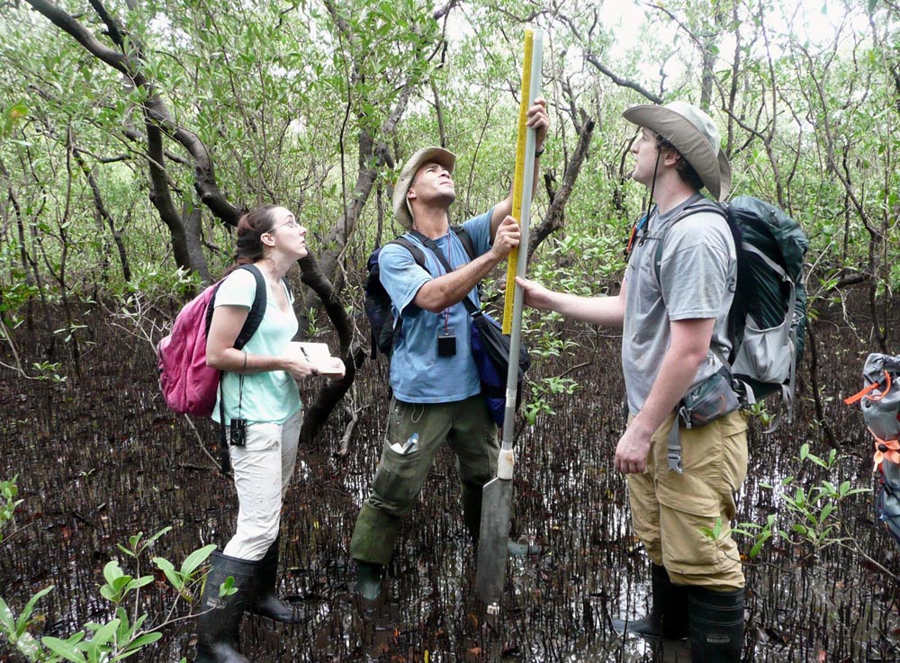 Figure 3.  Virginia Tech students (from left Alyssa Durden, Keith DePew, and Craig Cunningham) during last year’s field expedition measuring paleoseismic sediment core extracted from mangrove tidal flat at Tamarindo Estuary.
